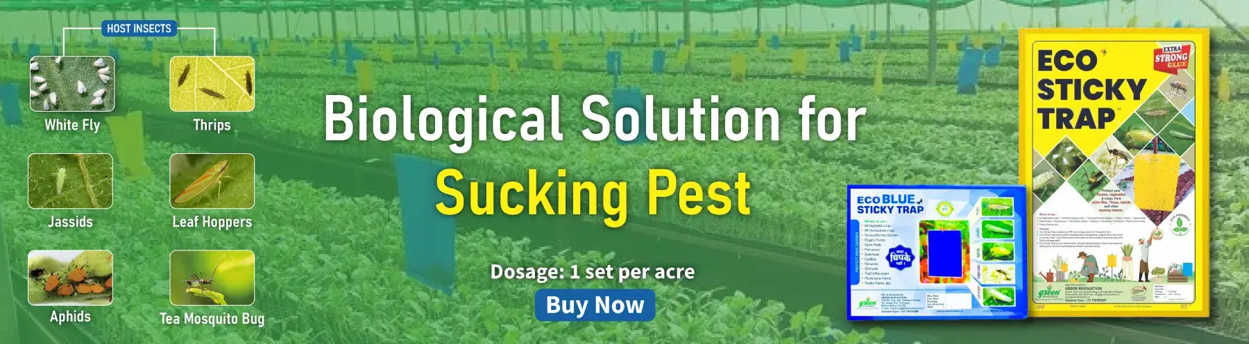 Biological Solution for Sucking Pest